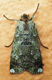 #397 Dapa, Valle Del Cauca, 2100m