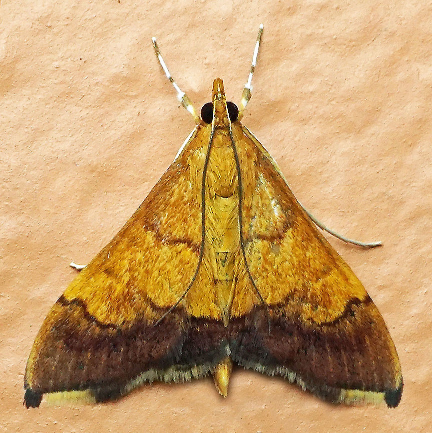 Pyrausta sp. Dapa, Valle Del Cauca, 2100m Bicolored pyrausta moth,Pyrausta bicoloralis