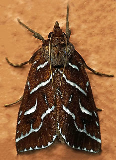 Erupa sp. Dapa, Valle Del Cauca, 2100m