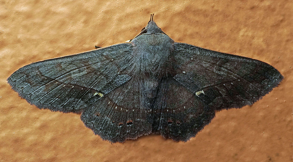 #399 Dapa, Valle Del Cauca, 2100m