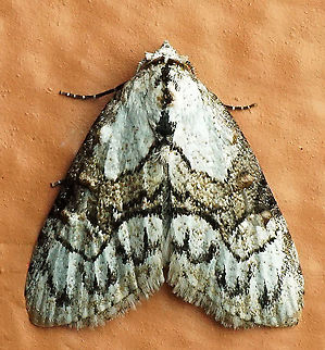 #400 Dapa, Valle Del Cauca, 2100m