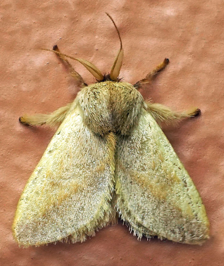 #401 Dapa, Valle Del Cauca, 2100m