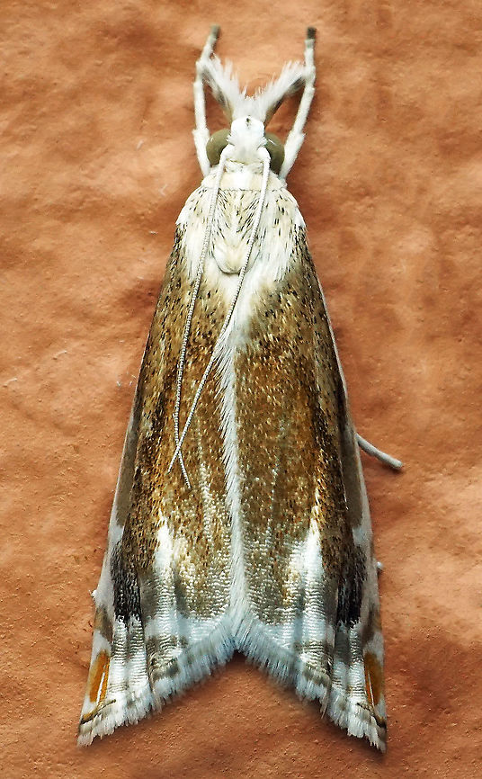 #402 Dapa, Valle Del Cauca, 2100m