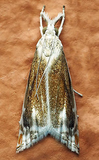 #402 Dapa, Valle Del Cauca, 2100m