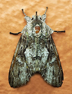 #403 Dapa, Valle Del Cauca, 2100m