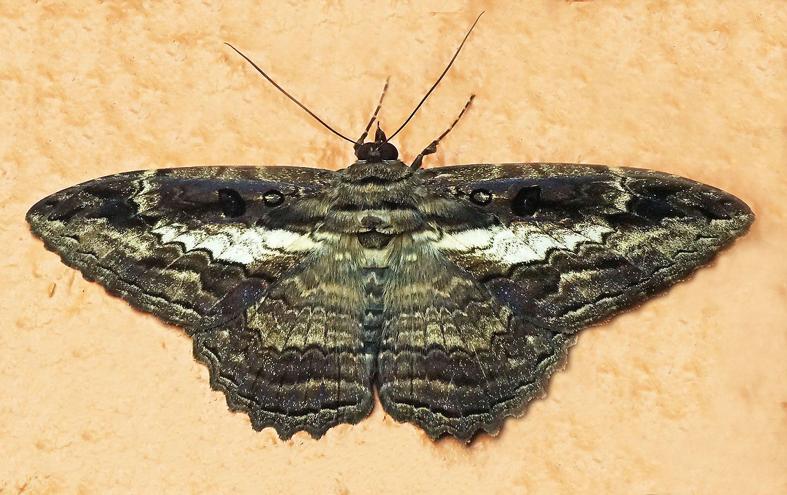 Letis buteo Dapa, Valle Del Cauca, 2100m Letis buteo