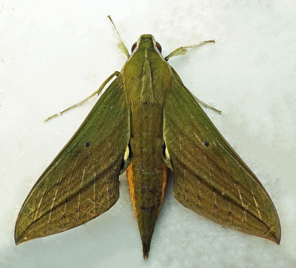 Xylophanes crotonis Dapa, Valle Del Cauca, 2100m Xylophanes crotonis