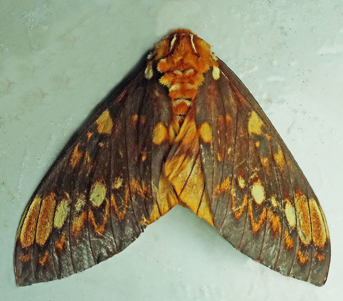 Citheronia bellavista Dapa, Valle Del Cauca, 2100m Citheronia bellavista,Citheronia equatorialis