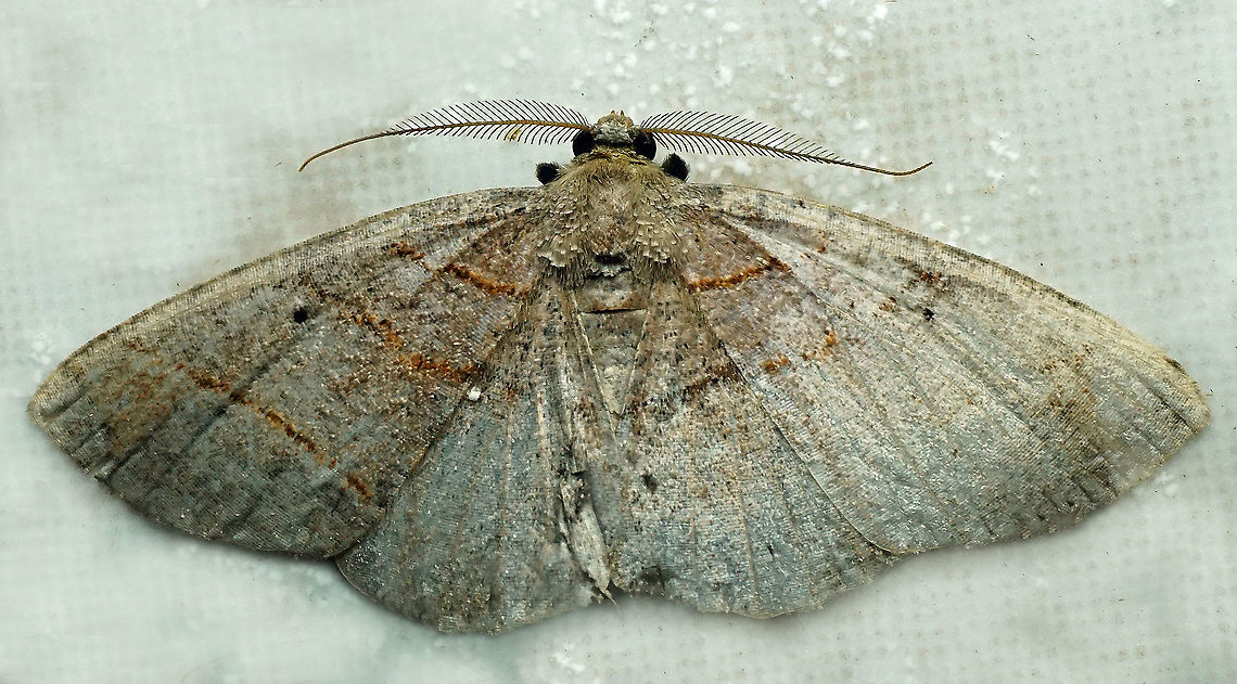 Perissopteryx delusa Dapa, Valle Del Cauca, 2100m Perissopteryx delusa