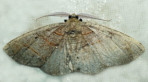 Perissopteryx delusa Dapa, Valle Del Cauca, 2100m Perissopteryx delusa