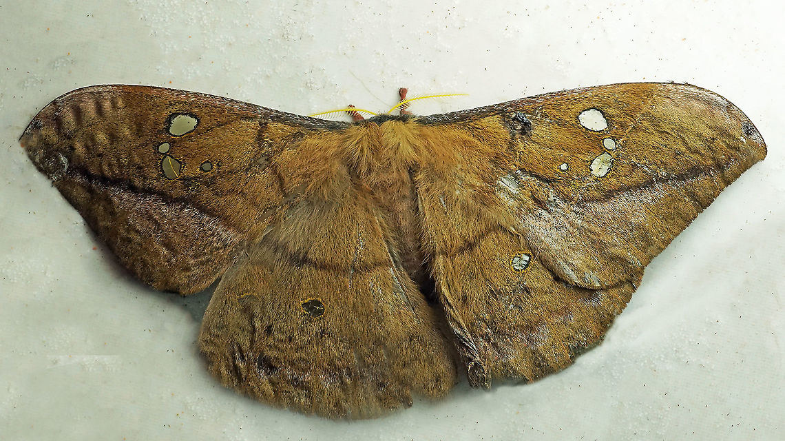 Copaxa andensis Dapa, Valle Del Cauca, 2100m Copaxa andensis