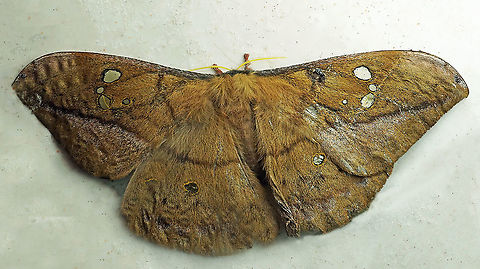 Copaxa andensis Dapa, Valle Del Cauca, 2100m Copaxa andensis