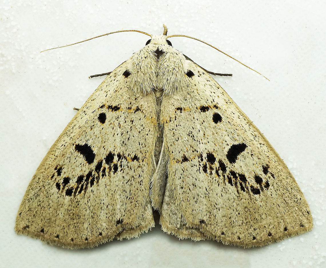 Herminodes sp. Dapa, Valle Del Cauca, 2100m