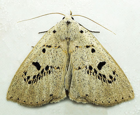 Herminodes sp. Dapa, Valle Del Cauca, 2100m