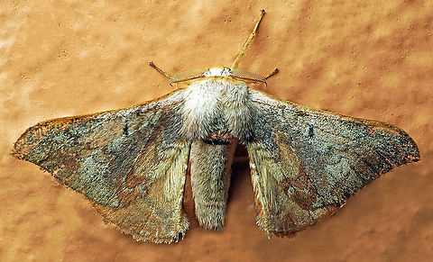 #410 Dapa, Valle Del Cauca, 2100m