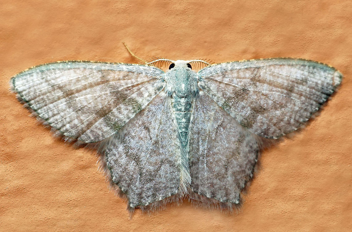 Chloropteryx opalaria Dapa, Valle Del Cauca, 2100m Chloropteryx opalaria,Mottled Opal