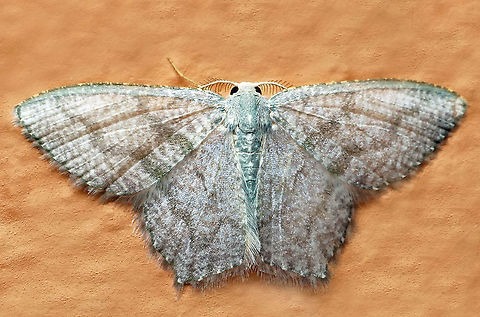 Chloropteryx opalaria Dapa, Valle Del Cauca, 2100m Chloropteryx opalaria,Mottled Opal