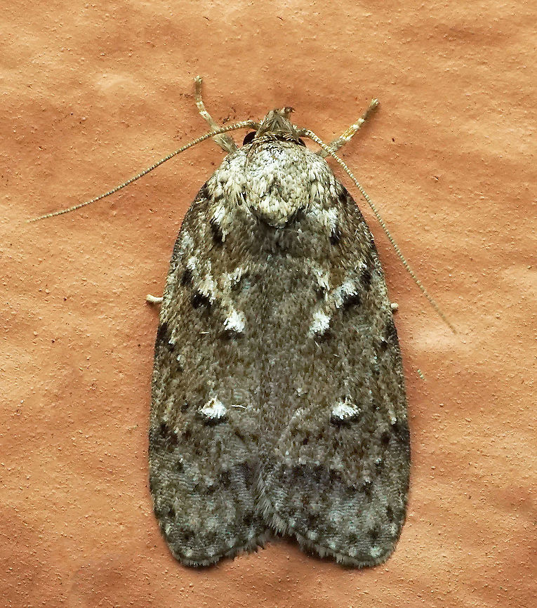 #413 Dapa, Valle Del Cauca, 2100m