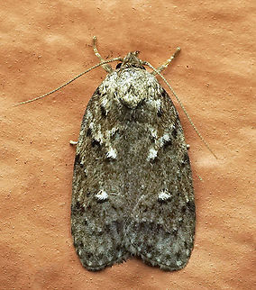 #413 Dapa, Valle Del Cauca, 2100m