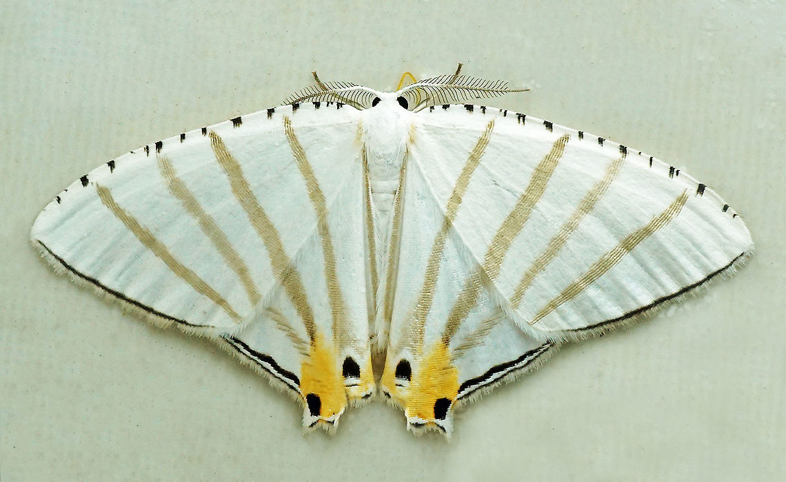 Opisthoxia lineata Dapa, Valle Del Cauca, 2100m Opisthoxia lineata
