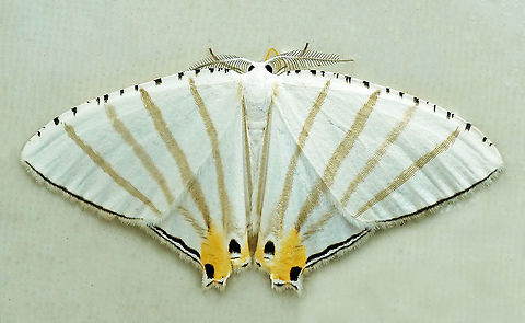 Opisthoxia lineata Dapa, Valle Del Cauca, 2100m Opisthoxia lineata