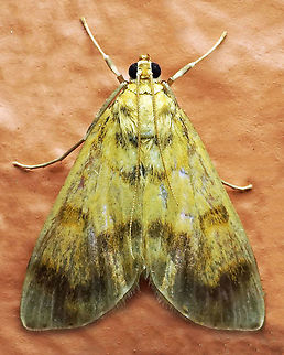 #414 Dapa, Valle Del Cauca, 2100m