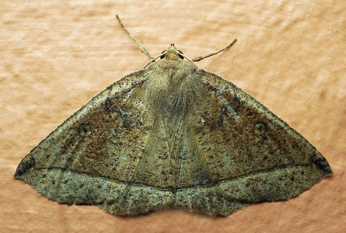 #415 Dapa, Valle Del Cauca, 2100m