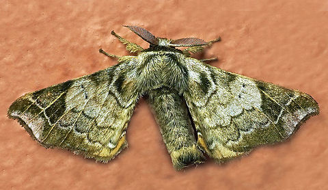 Quentalia lividia