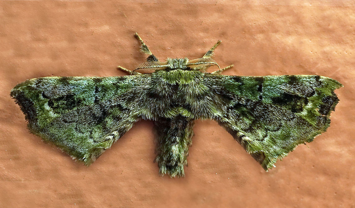 #417 Dapa, Valle Del Cauca, 2100m