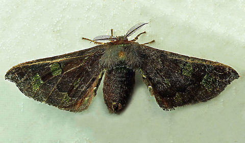 #418 Dapa, Valle Del Cauca, 2100m