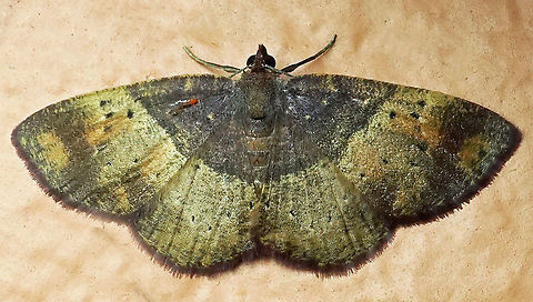 #419 Dapa, Valle Del Cauca, 2100m