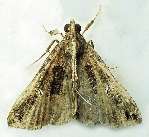 #420 Dapa, Valle Del Cauca, 2100m