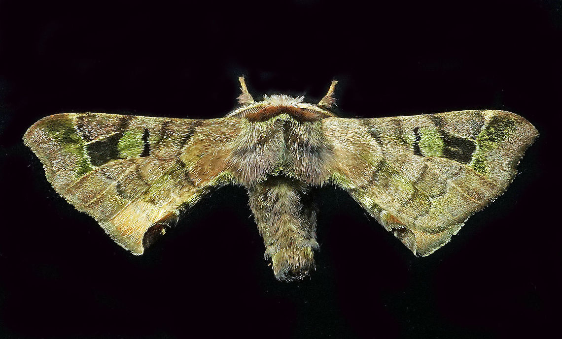 #421 Dapa, Valle Del Cauca, 2100m