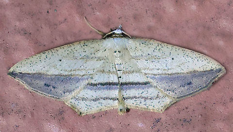 #422 Dapa, Valle Del Cauca, 2100m