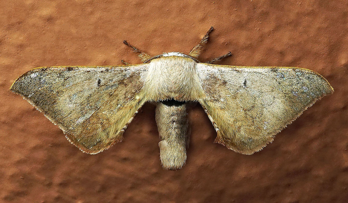 #423 Dapa, Valle Del Cauca, 2100m