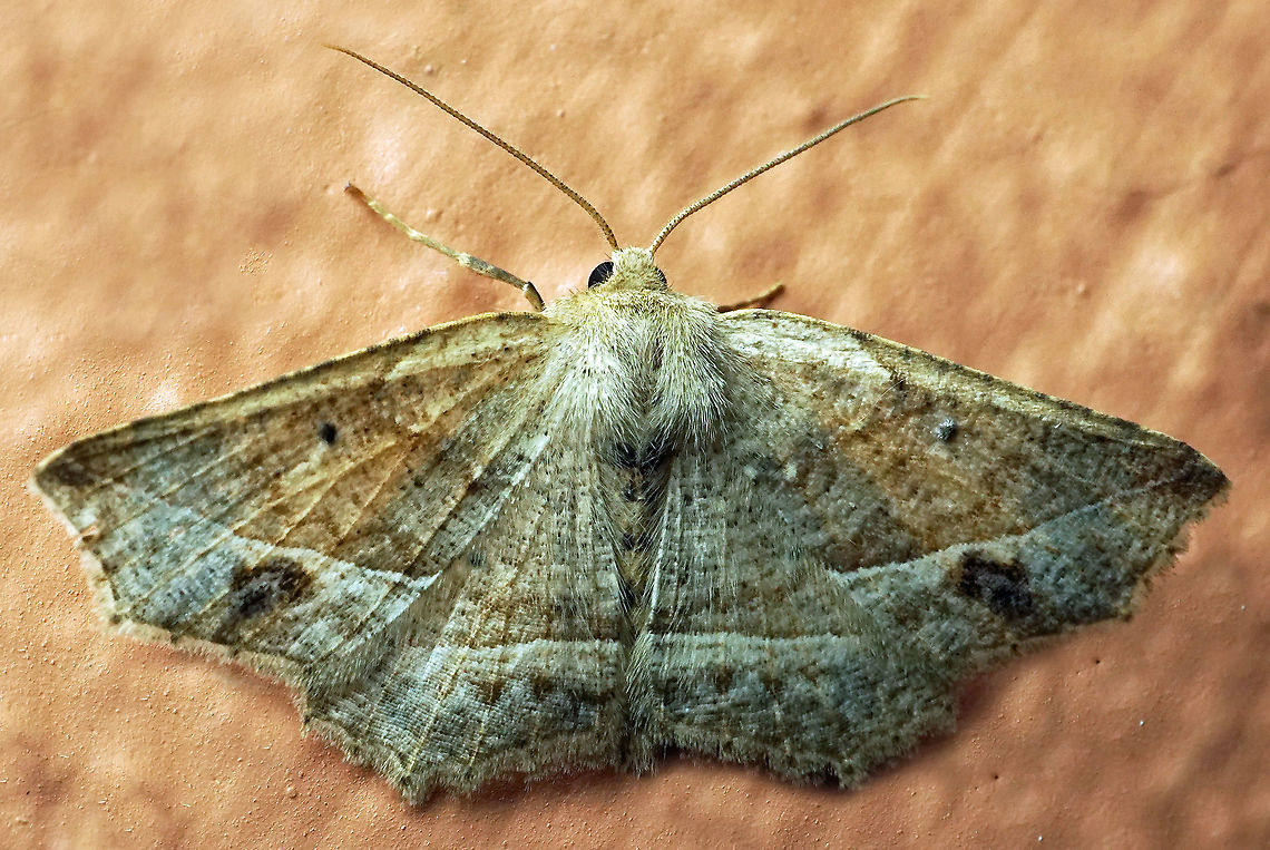 #424 Dapa, Valle Del Cauca,2100m