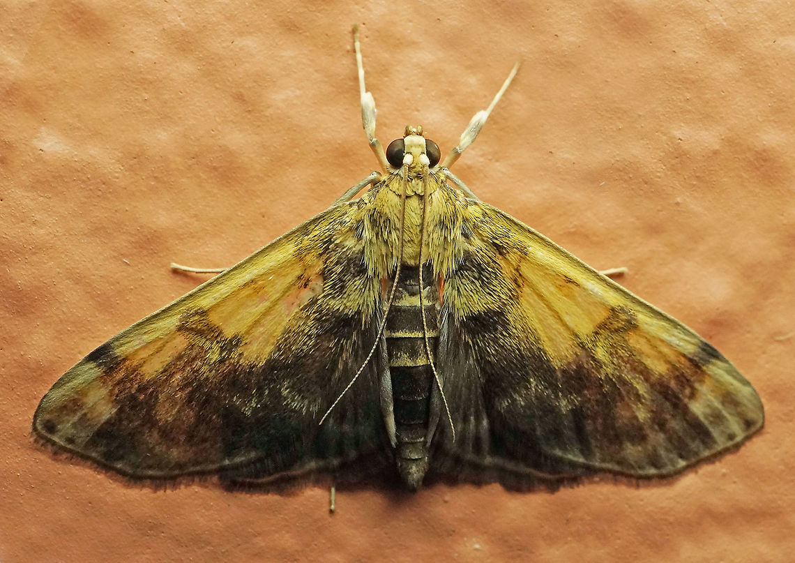 #425 Dapa, Valle Del Cauca,2100m