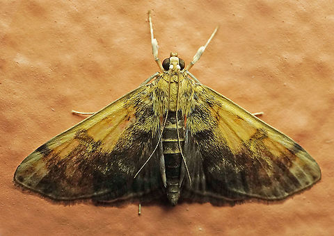 #425 Dapa, Valle Del Cauca,2100m