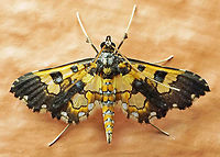 #426 Dapa, Valle Del Cauca,2100m