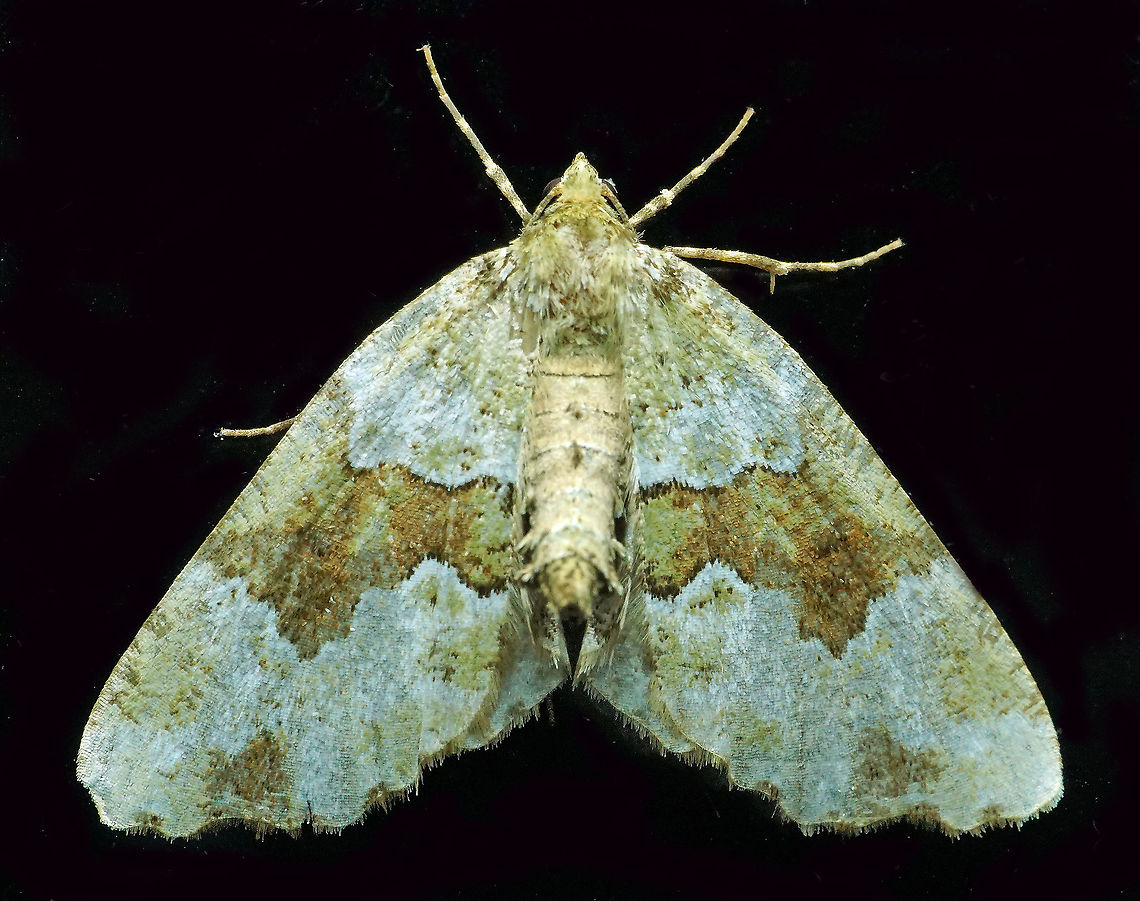 #427 Dapa, Valle Del Cauca, 2100m
