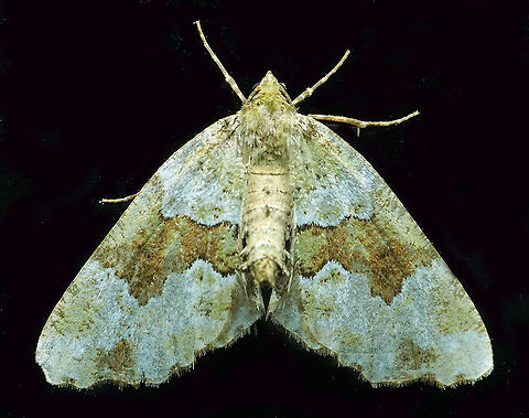 #427 Dapa, Valle Del Cauca, 2100m