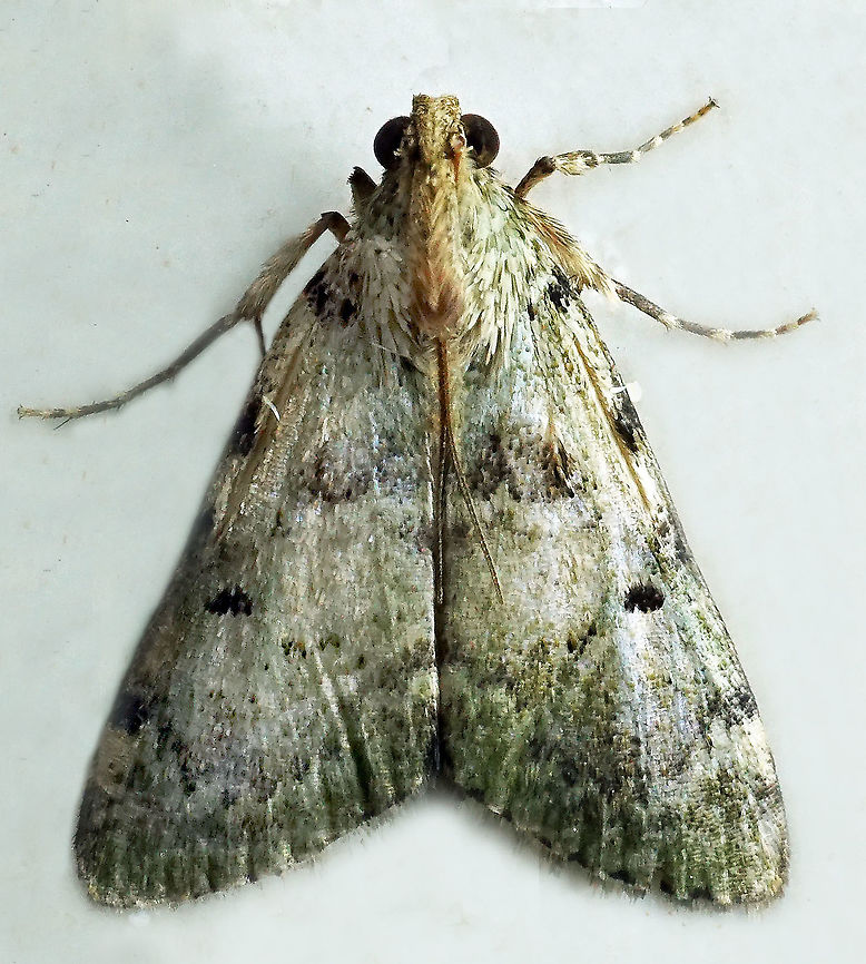 #428 Dapa, Valle Del Cauca, 2100m