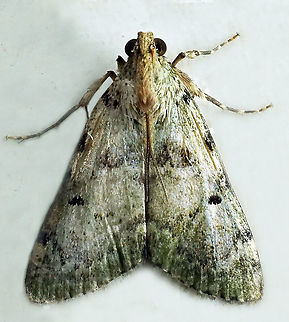 #428 Dapa, Valle Del Cauca, 2100m