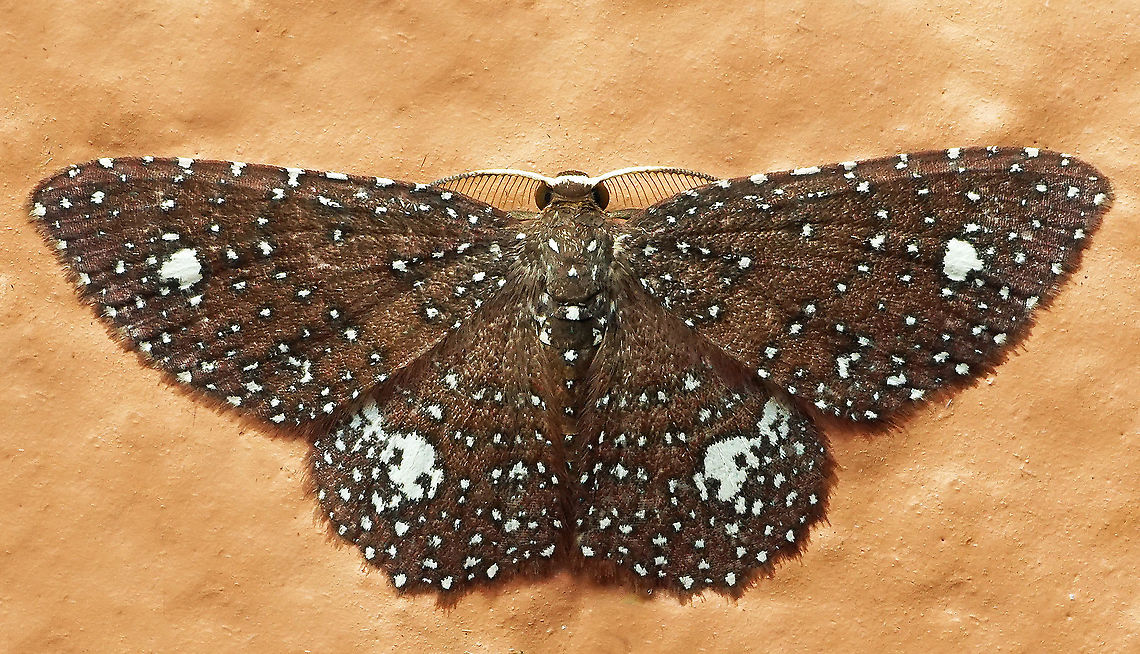 Eois planetaria Dapa, Valle Del Cauca, 2100m Eois planetaria