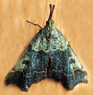 Palthis sp. Dapa, Valle Del Cauca, 2100m