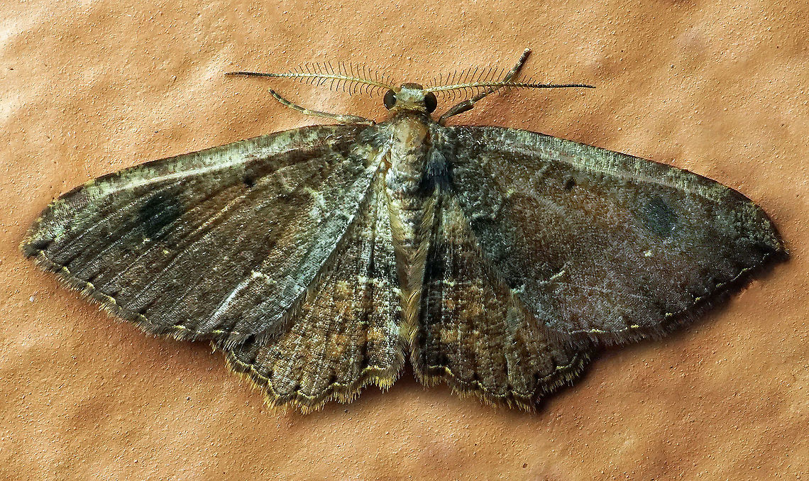 #431 Dapa, Valle Del Cauca, 2100m