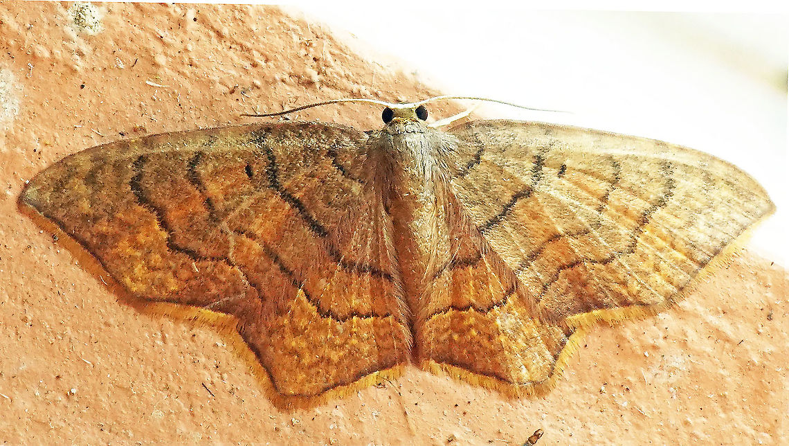 Eois flavotaeniata Dapa, Valle Del Cauca, 2100m Eois flavotaeniata