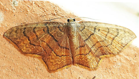 Eois flavotaeniata Dapa, Valle Del Cauca, 2100m Eois flavotaeniata