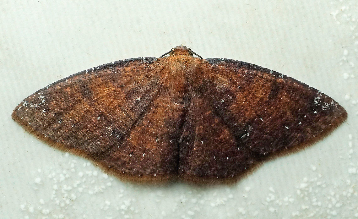 Ilexia intractata Dapa, Valle Del Cauca, 2100m Black-dotted Ruddy Moth,Ilexia intractata