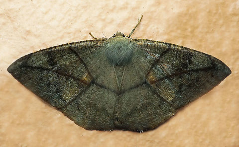 #435 Dapa, Valle Del Cauca, 2100m Oxydia trychiata